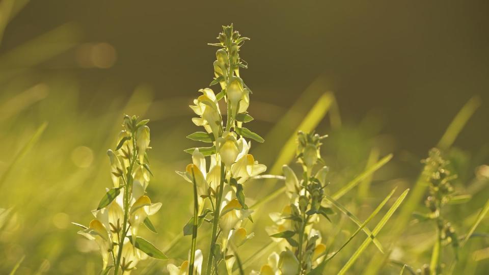 true toadflax, also common toadflax linaria vulgaris, common toadflax, hesse, germany