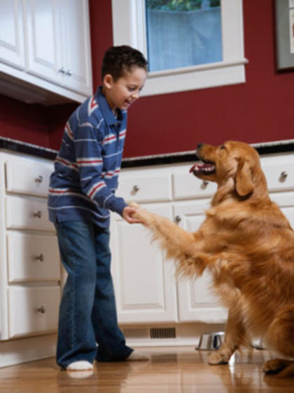 Getting your dog to love her bed