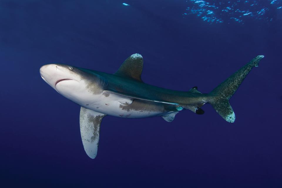Oceanic whitetip sharks have received protection under the convention (Jim Abernethy)