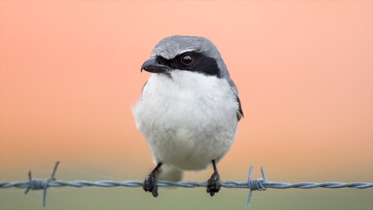  Loggerhead shrike on barbed wire. 