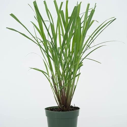 Large Lemongrass Plant in 4-inch Pot, Cymbopogon Citratus, West Indian Lemon Grass, Fully Rooted for Kitchen Garden