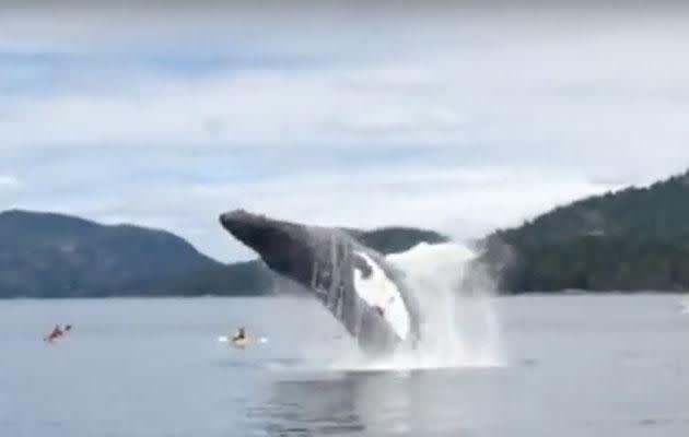 The mammals give the whale watchers the show of a lifetime. Photo: YouTube/Wildcoast Adventures