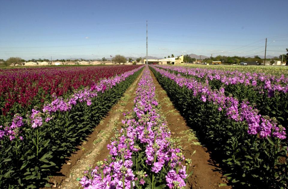 The flower farm of George Kishiyama is seen in 2000 on the northwest corner of 40th Street and Baseline Road in Phoenix. It was one of the last of the Japanese flower gardens on East Baseline.