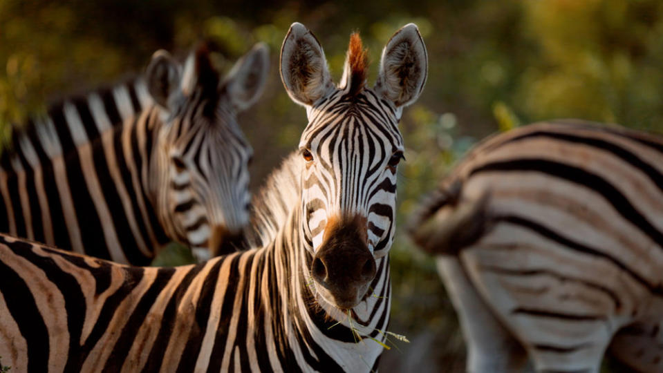 QUEER PLANET -- Pictured: Zebras -- (Photo by: PEACOCK)