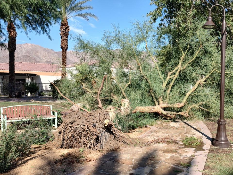 A large uprooted tree can be seen at La Quinta's Civic Center Park on Monday morning after a rare tropical storm blew through the city.