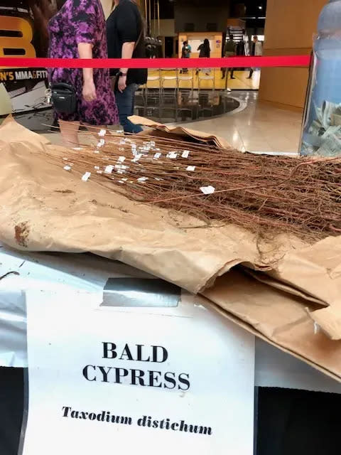 Bald Cypress seedlings