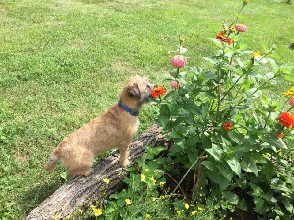 Tessie Shakalis, a border terrier, takes time to smell the zinnias before heading to Drool in the Pool last summer.