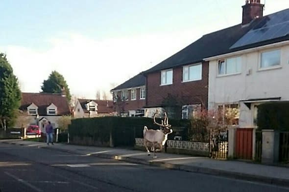 Bjorn the reindeer pictured running down a street in Nottingham.  See News Team story NTIDEER: A reindeer caused mayhem when it cantered down a high street pursued by a crowd of people after a car horn startled him at a Christmas event. Onlookers were left stunned by the bizarre scenes as Bjorn, five, caused traffic chaos, narrowly avoiding charging into a bus as he sprinted away from the Carlton Hill Tesco store in Nottingham. He was caught shortly after his escape at around 12pm yesterday (Sun), hiding in a startled homeowner's garden. Gemma Green saw the animal galloping past her house and said: "I was putting some Christmas cards up in the window and just saw it come charging down the street." 