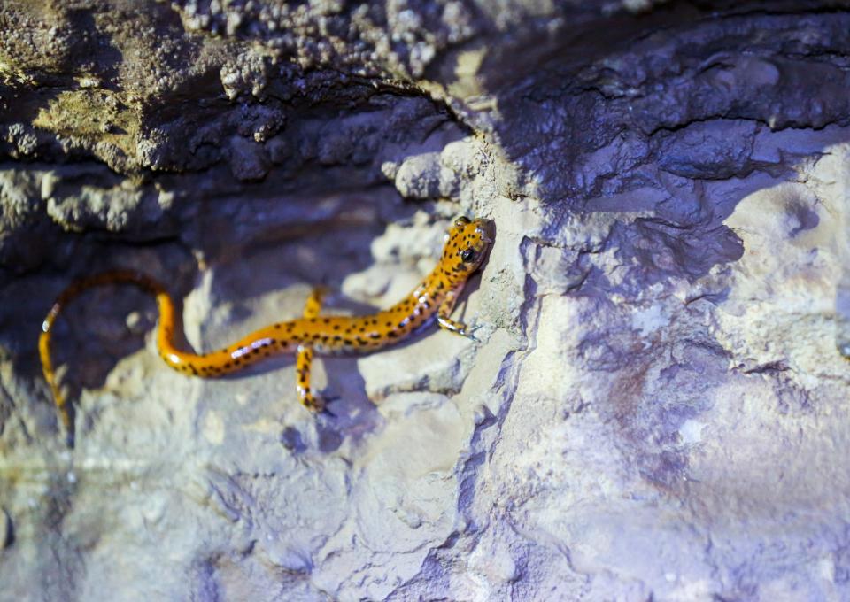A salamander inside the Adventure Cave on Thursday, Aug. 18, 2022. 