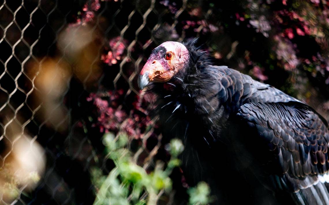 A California condor is on display at The World Center for Birds of Prey in Boise on Aug. 30, 2022. The Peregrine Fund has been breeding the rare birds in Boise since 1993.