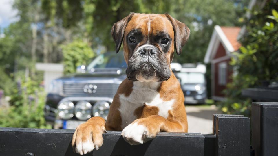 boxer dog outside