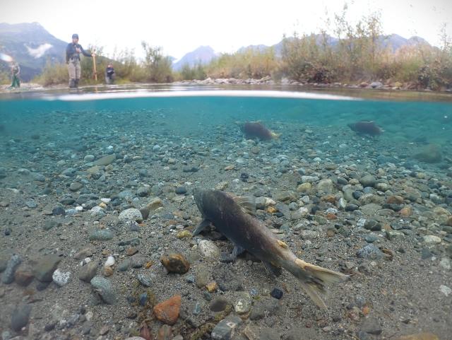 Glacier melt opens up new territory for salmon — and mining