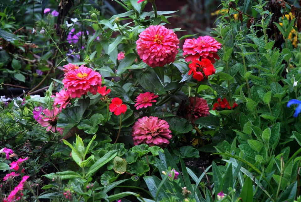 These zinnias were grown from seed by garden columnist Betty Montgomery.