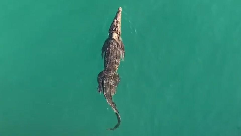 Crocodile spotted in the water off of Pompano Beach, Florida on Monday, Sept. 18, 2023.