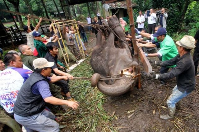 Shocking footage shows starving bears in Indonesian zoo