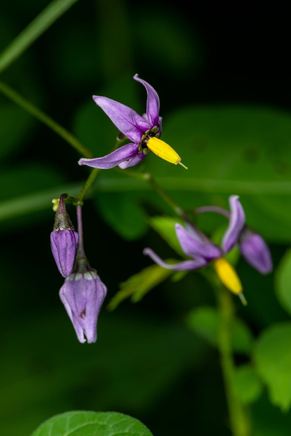 most toxic plants woody nightshade flowers