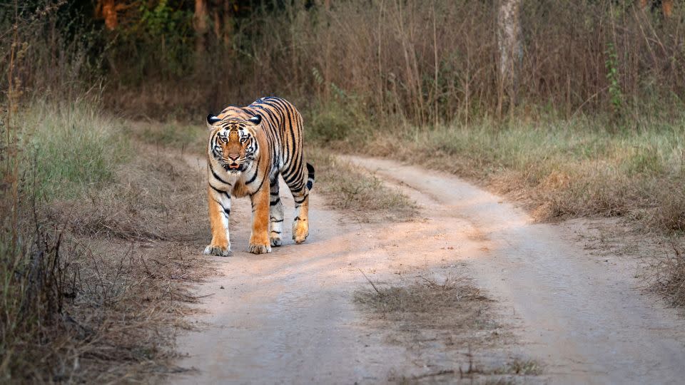 Once common across Asia, tigers occupy just 7% of their historic range. - Anupam Roy/iStockphoto/Getty Images