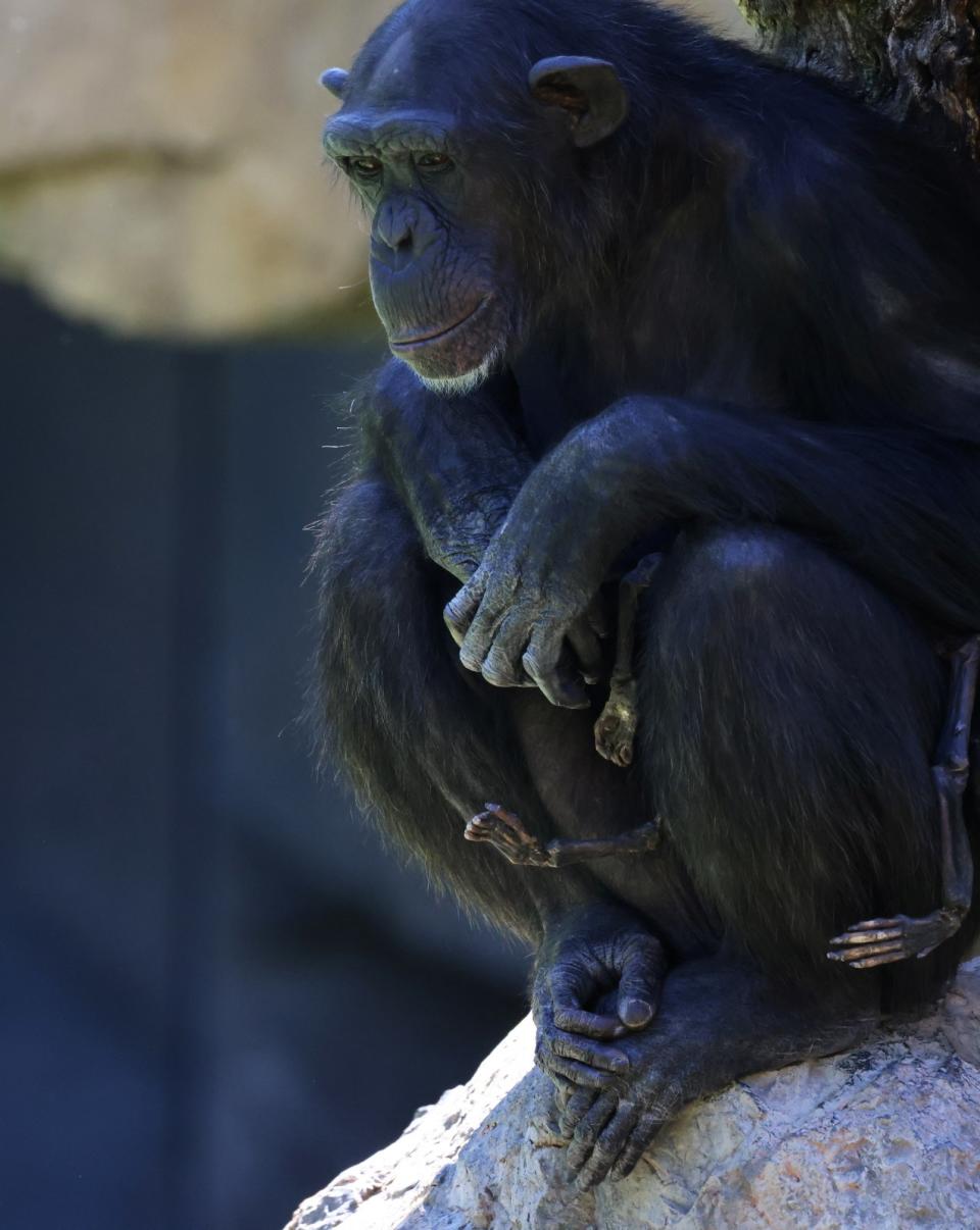 西班牙瓦倫西亞動物園中的黑猩猩媽媽娜塔莉亞，3個月來到哪兒都帶著死去孩子的遺體，不肯撒手。路透社