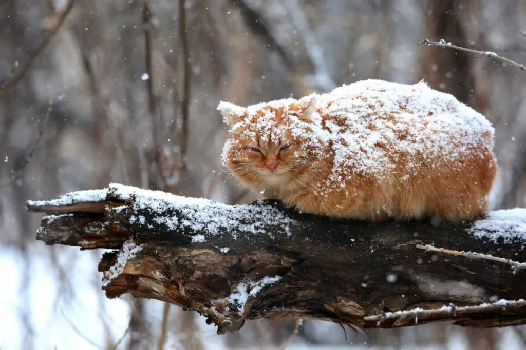 Orange cat covered in snow on branch in storm, winter dangers for outdoor cats.