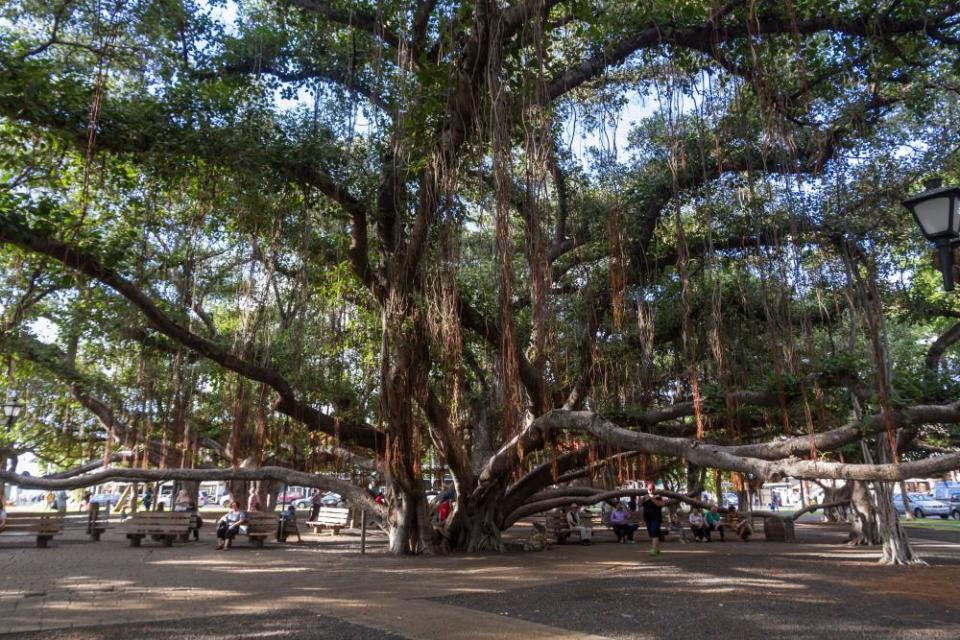 The banyan tree before the Maui wildfires.