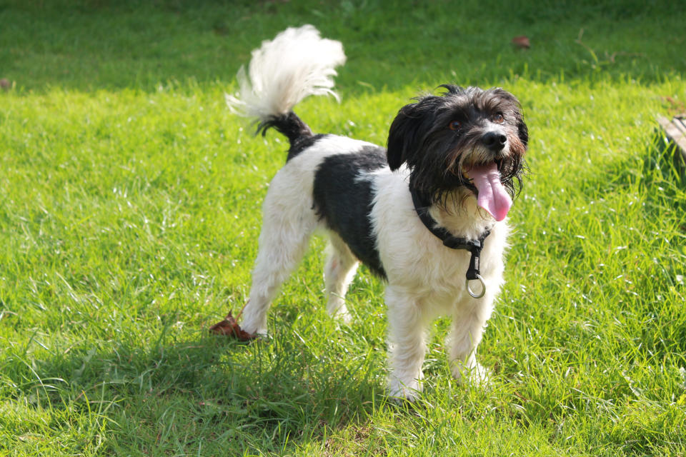 Tail-wagging can have lots of different meanings. (Getty Images)