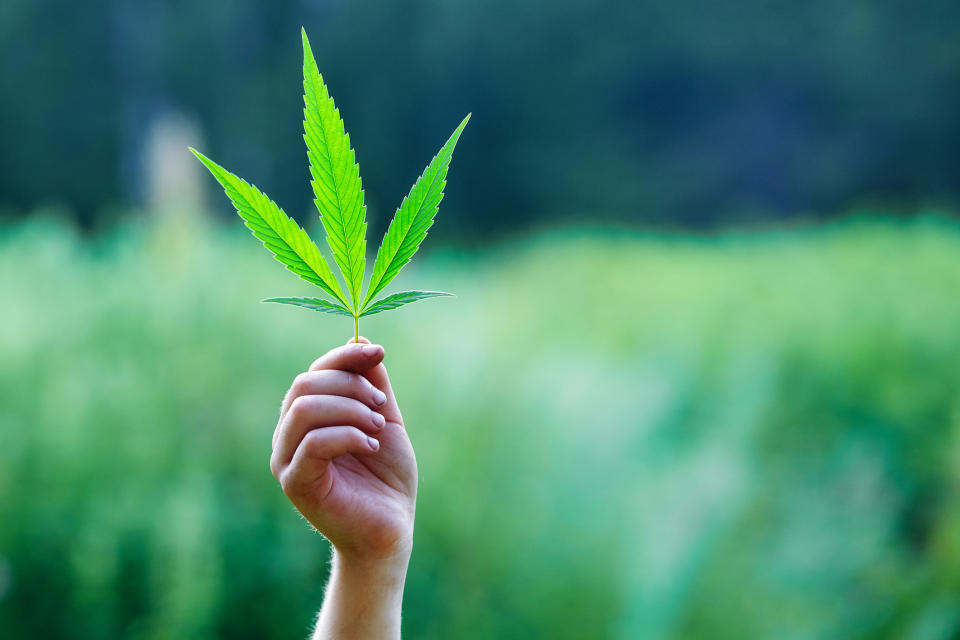A hand holds a marijuana leaf toward the sky.