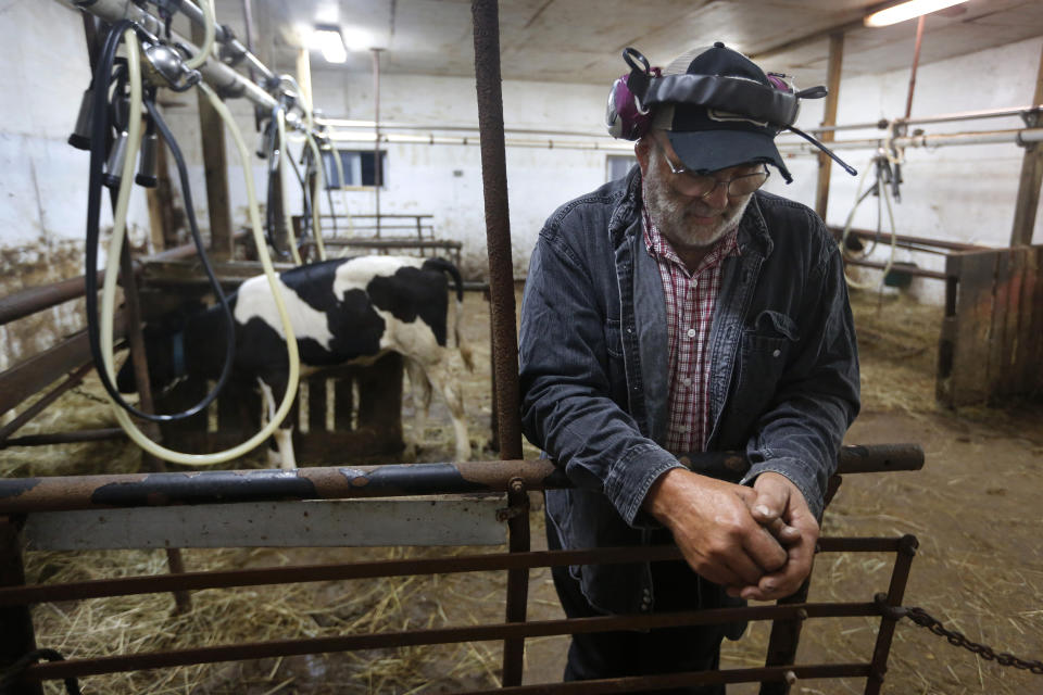 In this Thursday Aug. 15, 2019 photo, dairy farmer Fred Stone pauses while working in the milking room at his farm in Arundel, Maine. Fred Stone and his wife Laura, whose dairy farm is contaminated by toxic chemicals known collectively as PFAS, so-called "forever chemicals," have high PFAS levels in their blood. (AP Photo/Robert F. Bukaty)