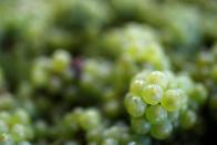 FILE PHOTO: Collected grapes are seen in Avize during the traditional Champagne wine harvest