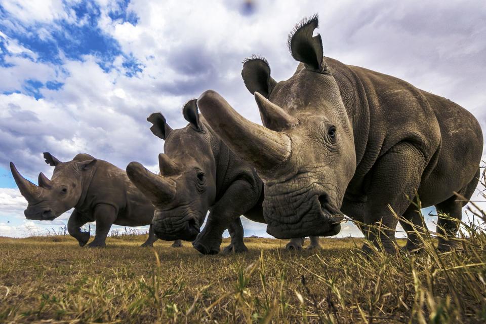 <p>There are a total of <a href="https://www.helpingrhinos.org/5-species-of-rhino/" rel="nofollow noopener" target="_blank" data-ylk="slk:five different kinds of rhinos;elm:context_link;itc:0;sec:content-canvas" class="link ">five different kinds of rhinos</a>. And while you may think of them wandering through Africa, they’re also found throughout Asia. The types are the Black rhino and the White rhino—they live in Africa—and the Sumatran, Javan, and Indian (or greater one-horned) rhino—they live in the tropical forests and swamps of Asia. They are native to eastern and southern Africa, as well as India, Nepal, Vietnam, Malaysia, and Indonesia.</p><p><em>[<a href="https://www.popularmechanics.com/science/animals/g28857063/most-extreme-animals/" rel="nofollow noopener" target="_blank" data-ylk="slk:The 40 Most Extreme Animals on the Planet;elm:context_link;itc:0;sec:content-canvas" class="link ">The 40 Most Extreme Animals on the Planet</a>]</em></p>