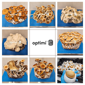 Optimi Health welcomes eight new strains of Psilocybe cubensis to its genetics library.