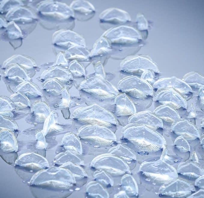 Velella velella captured off the coast near Newport Beach, Calif. (Delaney Trowbridge/Davey’s Locker)