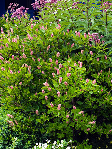 Shrubs: Clethra