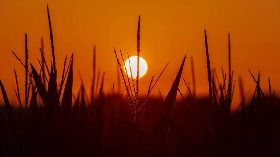 The sun sets on a field of corn on July 19 in Carbondale.