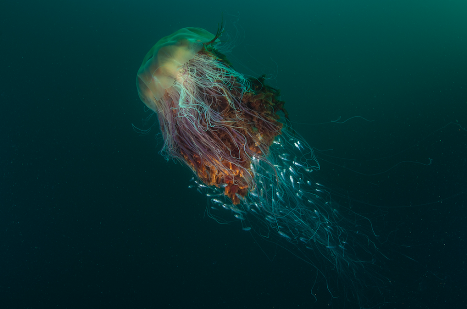 A multicoloured lion’s mane jellyfish shelters small commensal fish among its tentacles. 