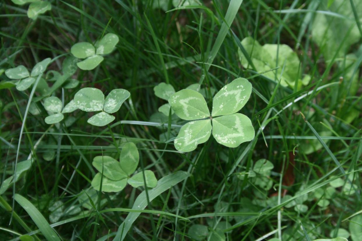 st patricks day four leaf clovers