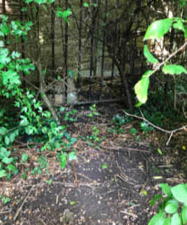 The fence near a school that Tinker was found tied to. Source: RSPCA