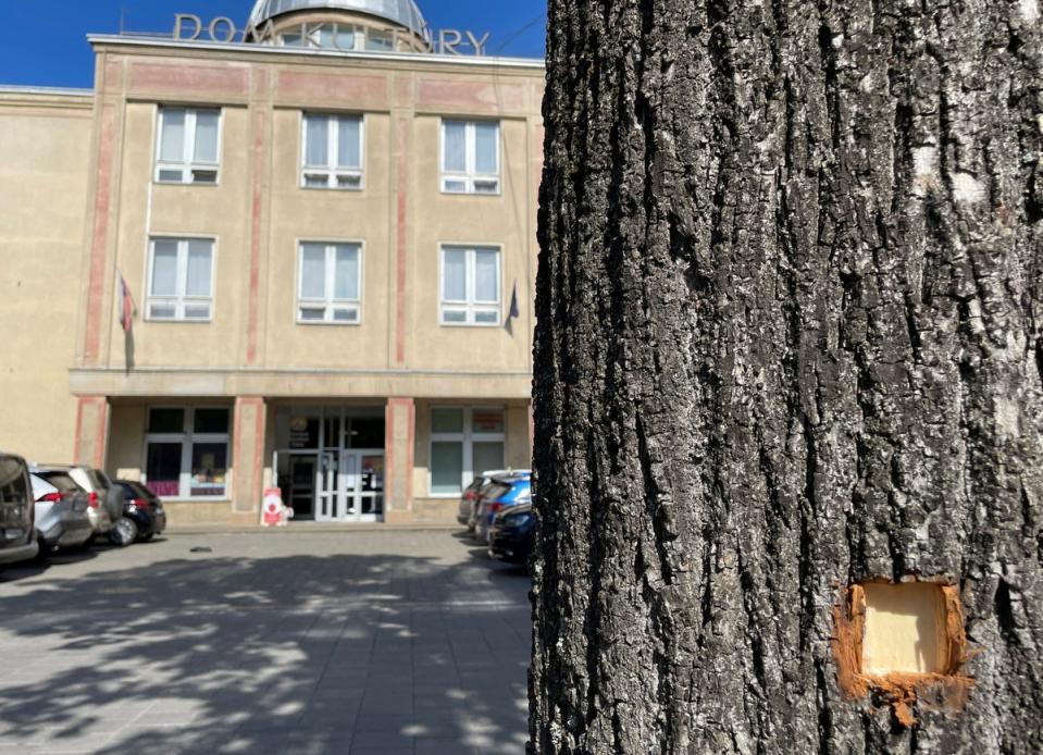 A bullet hole marks a tree at the scene after the shooting (Reuters)