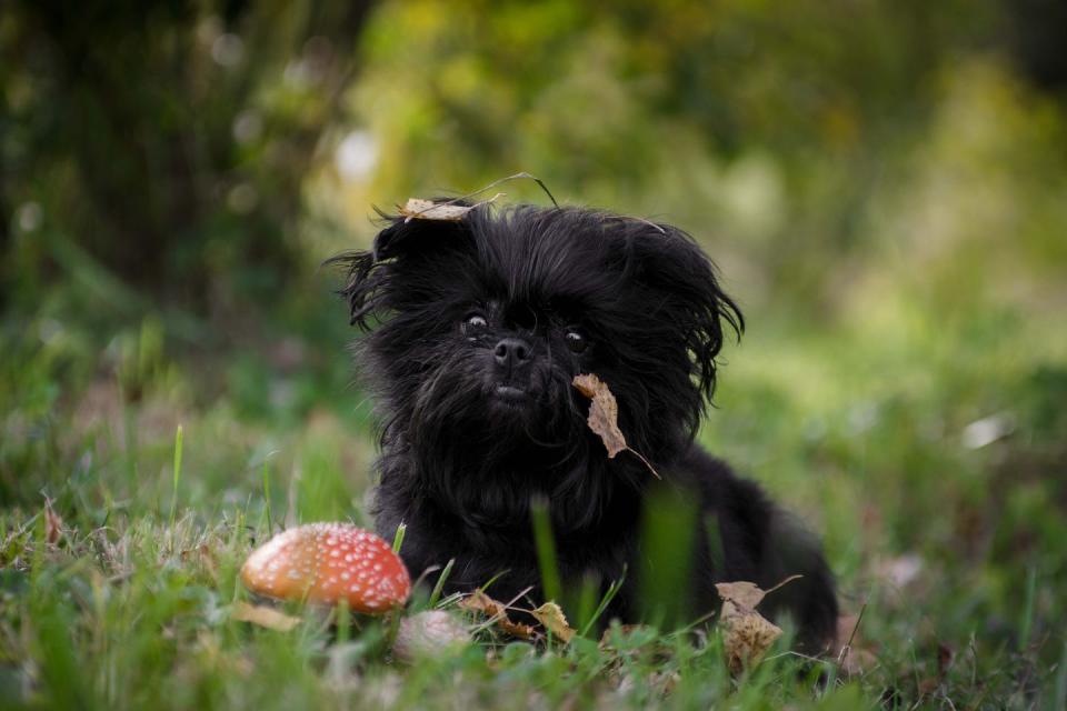 6) Affenpinscher