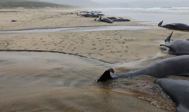 Mass pilot whale stranding on Isle of Lewis is 'biggest one ever in  Scotland' with 55 dead