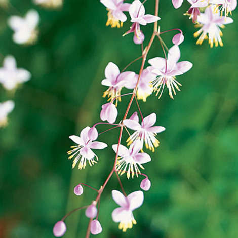 Meadow rue