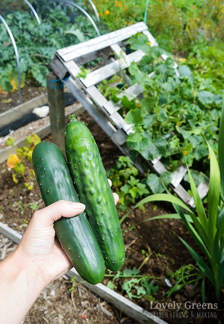 pallet cucumber trellis