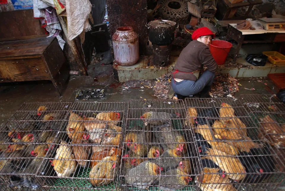 A vendor prepares chickens for sale at a market in Guangzhou, Guangdong province December 23, 2013 REUTERS/Alex Lee (CHINA - Tags: ANIMALS BUSINESS AGRICULTURE)