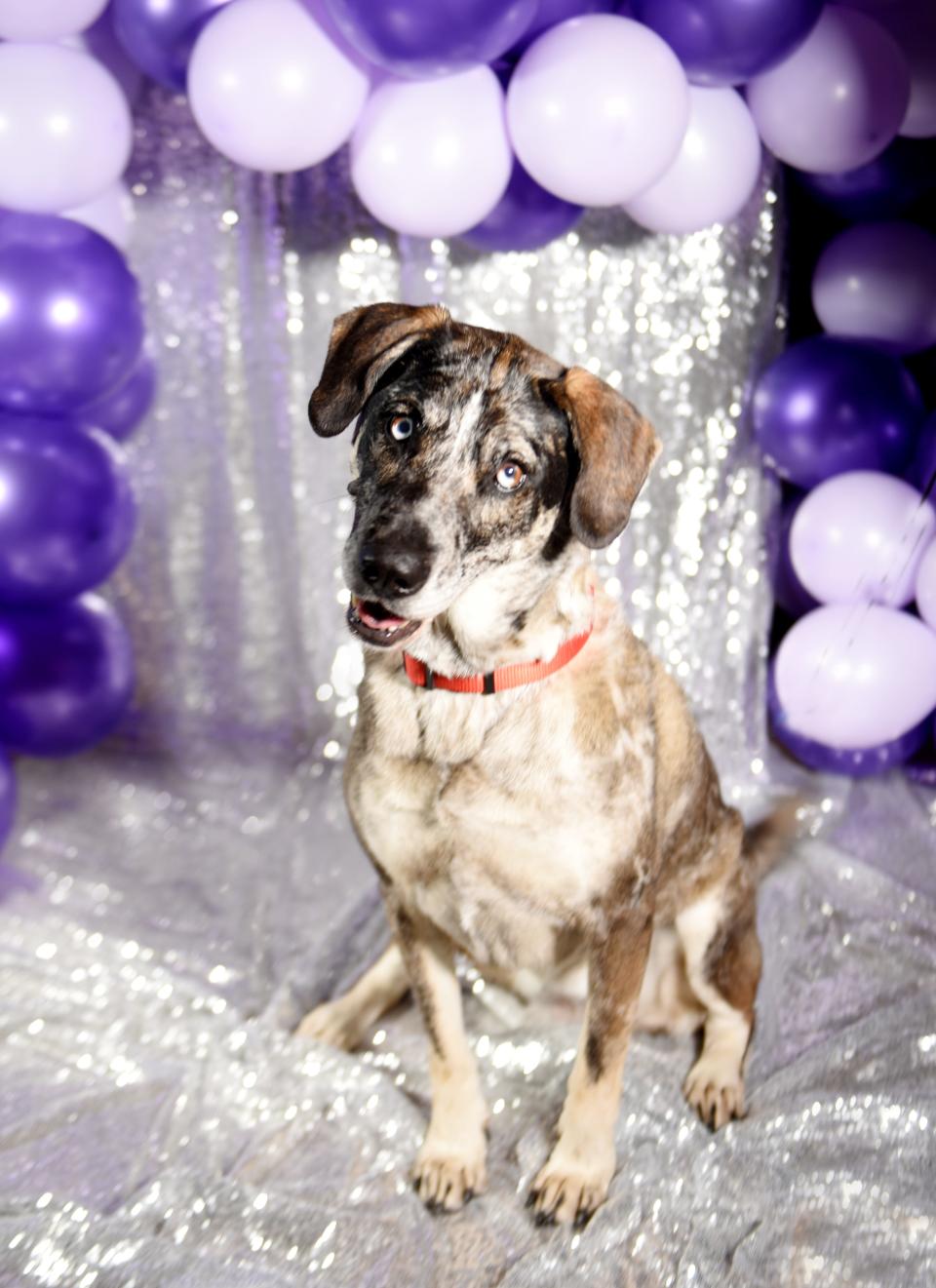 Milla is a Lab/Catahoula mix, owned by Scot Arundel, who is part of the Robinson's Rescue 2022 Best in Sheaux homecoming court. 