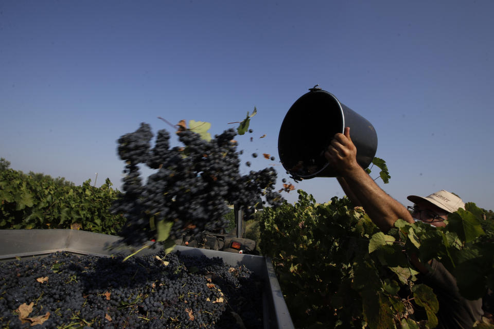 Un trabajador arroja uvas Petit Verdot a una camioneta durante la cosecha en el viñedo de Casale del Giglio, en Latina, cerca de Roma. el miércoles 16 de septiembre de 2020. (AP Foto/Alessandra Tarantino)