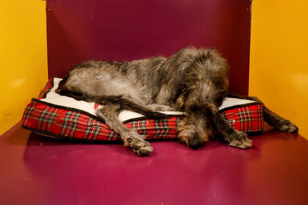 A Scottish Deerhound sleeps backstage prior to judging at The 142nd Westminster Kennel Club Dog Show in New York, U.S., February 12, 2018. REUTERS/Brendan McDermid