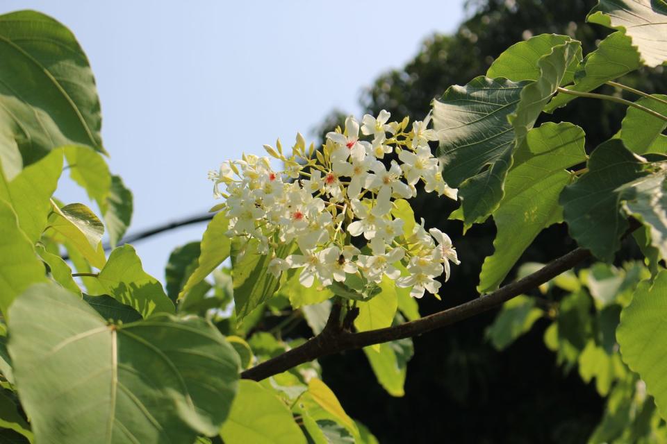 有「5月雪」之稱的油桐花也開始綻放了，一朵朵白色桐花飄落在綠色的草地上，如白雪般遍布腳邊。   圖：台北市政府工務局公園路燈工程管理處/提供