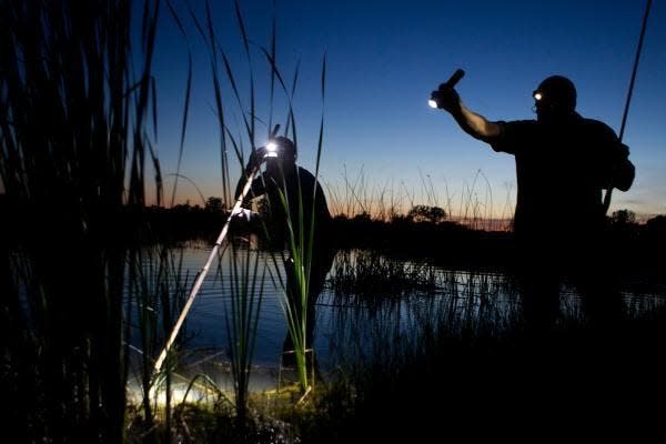 Frog hunters use a gig to hunt frogs in a pond. Hot spots for frog hunting in Missouri include ponds, reservoirs, rivers and creeks.