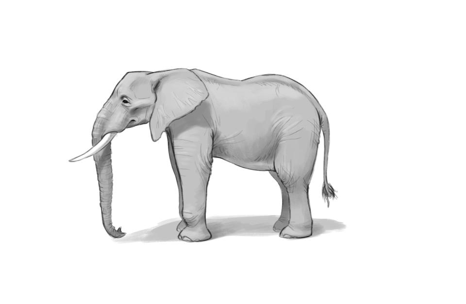 A grey sketch of an elephant