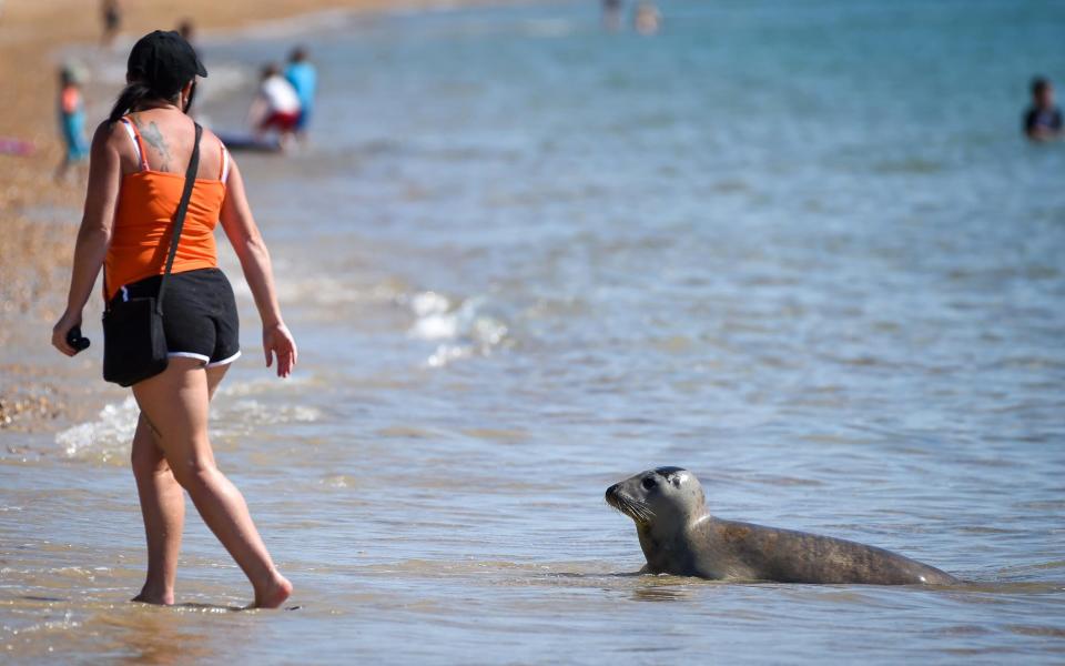 dorset seal - Getty