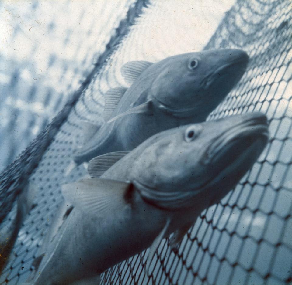 <div class="inline-image__caption"><p>Lofoten Islands, Norway, March 1959. Curious cod fish in a net swim up to Baldwin’s underwater camera.</p></div> <div class="inline-image__credit">All photographs are copyright Fred Baldwin from the book Dear Mr. Picasso: An Illustrated Love Affair with Freedom published by Schilt Publishing</div>